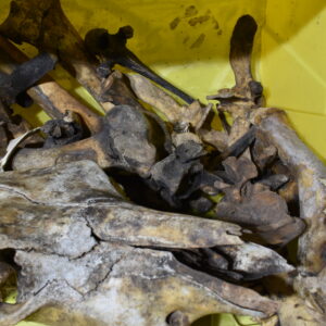 Assorted bones