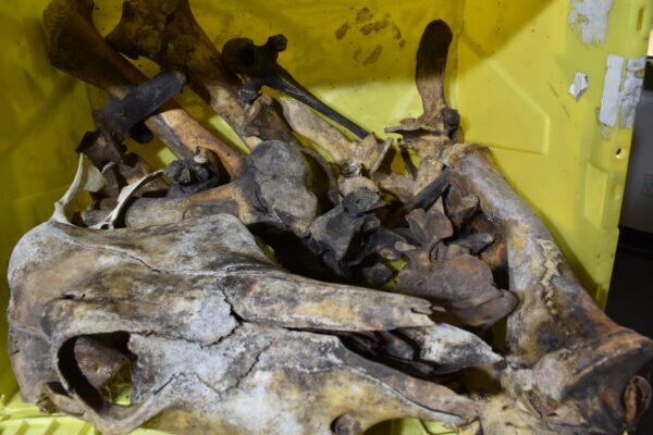 Assorted bones
