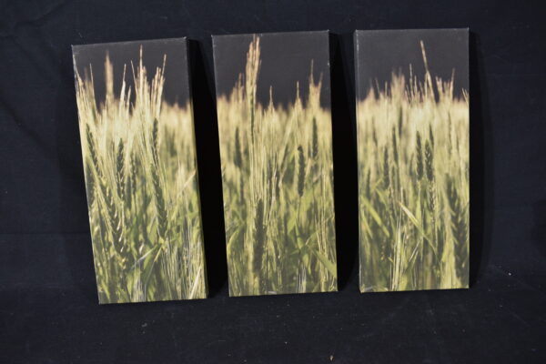 Trio Canvas print