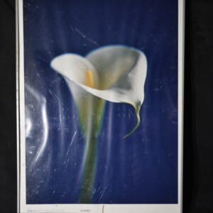 50 x 71 Peace Lily
