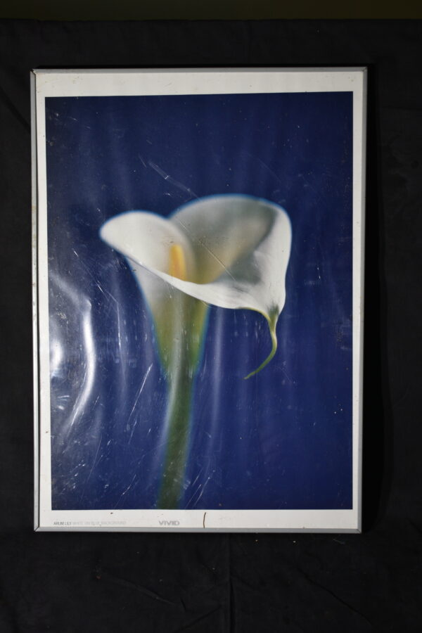50 x 71 Peace Lily