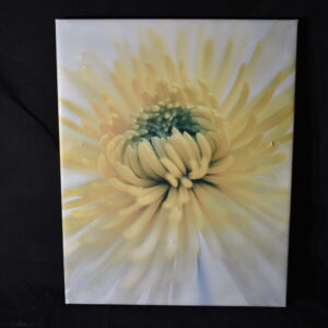 39 x 49 Chrysantheum