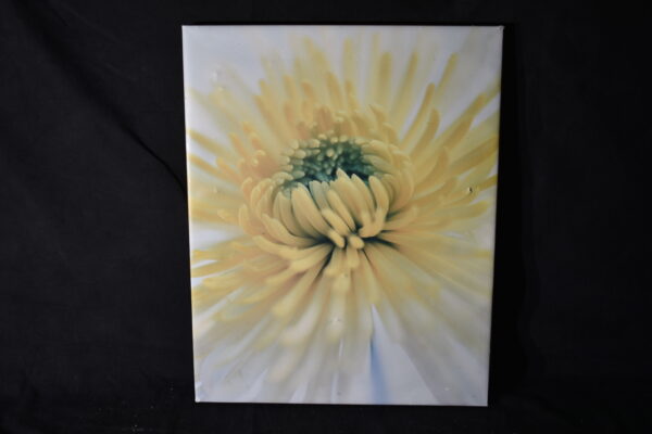 39 x 49 Chrysantheum
