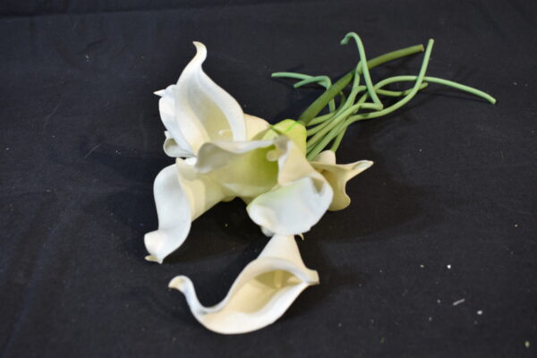 Flowers - Peace lily