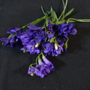 Flowers - Freesia