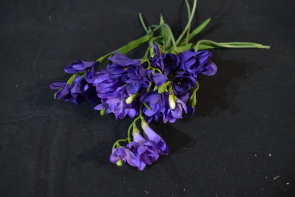 Flowers - Freesia