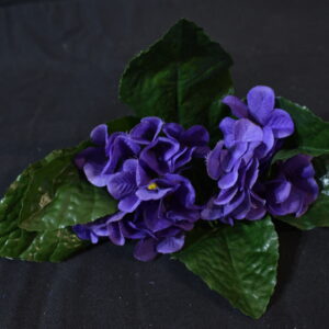 Flowers - Primrose