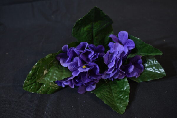 Flowers - Primrose
