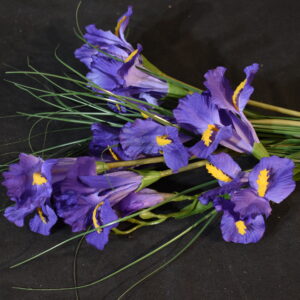 Flower - Iris