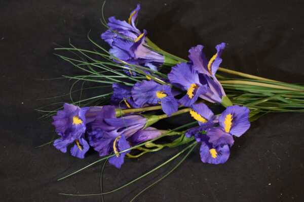 Flower - Iris