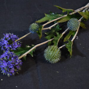 Flowers - Scotch thistle