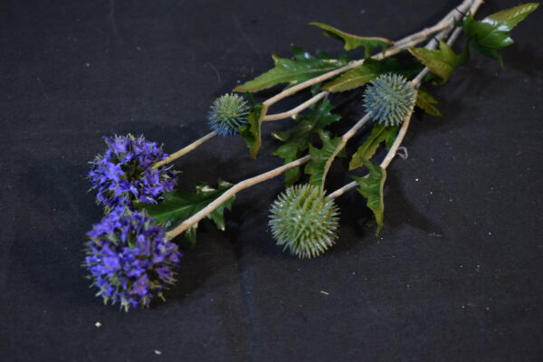 Flowers - Scotch thistle