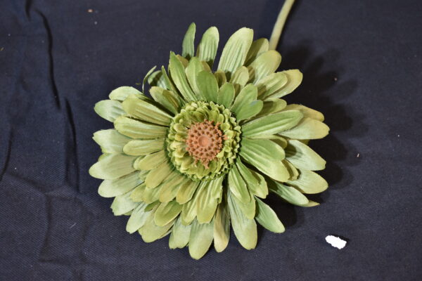 Flower - Green sunflower