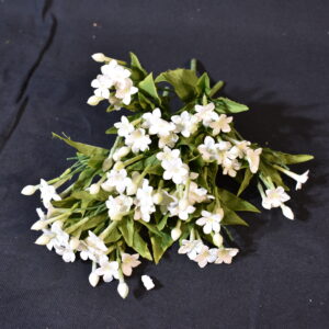 Flowers - White jasmine