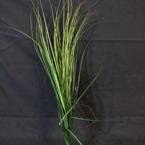 Flowers - Grass
