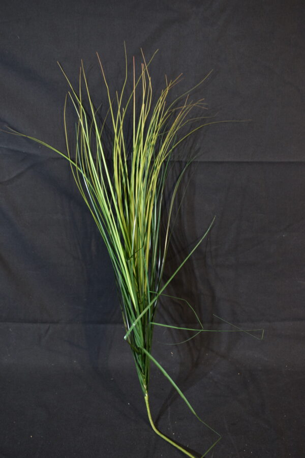 Flowers - Grass