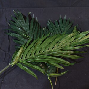 Flowers - Palm leaves
