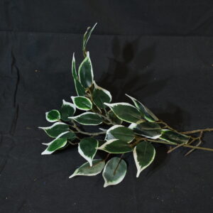 Flowers - White edged Greenery