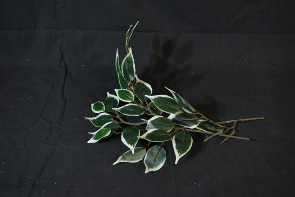 Flowers - White edged Greenery