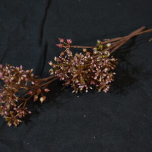 Flowers - pink twig flower