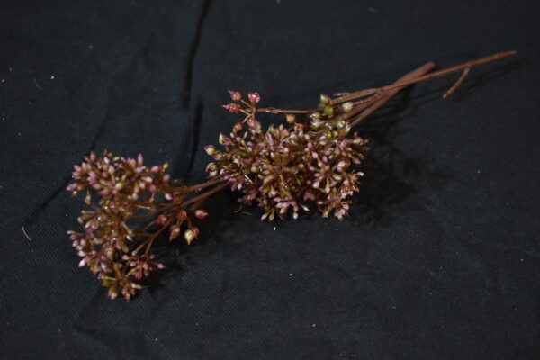 Flowers - pink twig flower