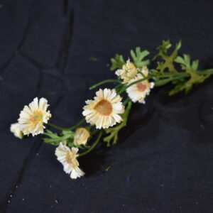 Flowers - Daisy
