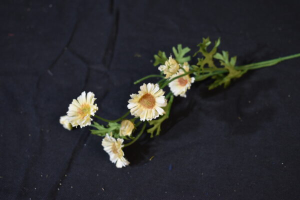 Flowers - Daisy