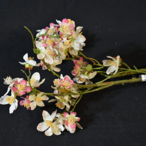 Flowers - Blossom