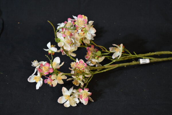 Flowers - Blossom