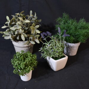 4x Potted Alpine Plants