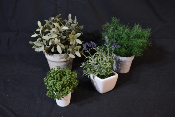 4x Potted Alpine Plants