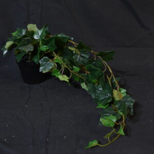 Flowers - Potted ivy