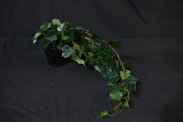 Flowers - Potted ivy