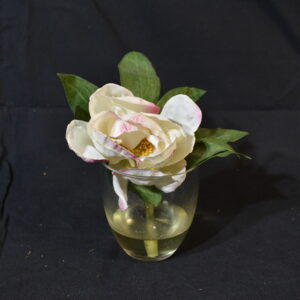Flowers - Rose in water