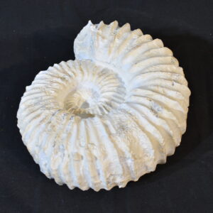 White snail shell