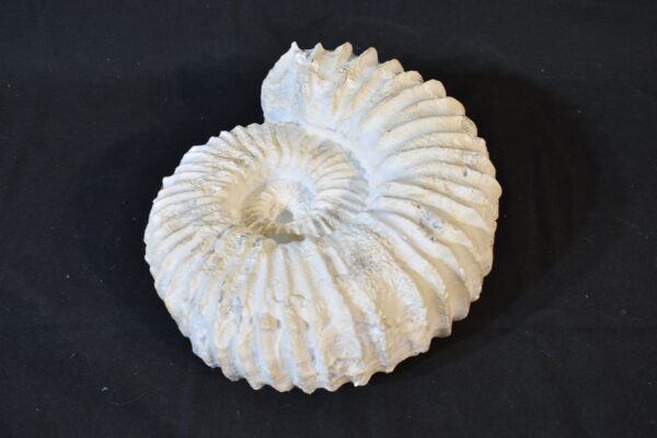 White snail shell