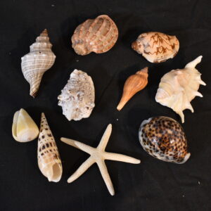 Shells
