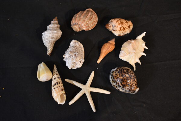 Shells