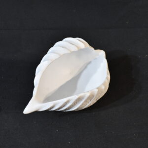 White sea shell