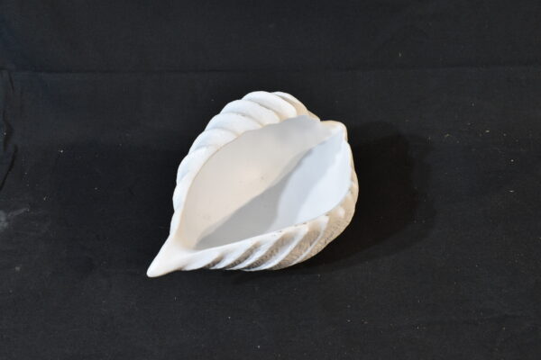 White sea shell