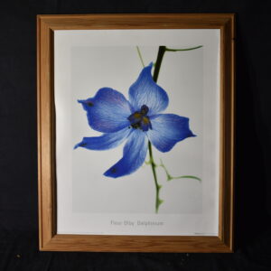 49 x 59 Delphinium - Blue