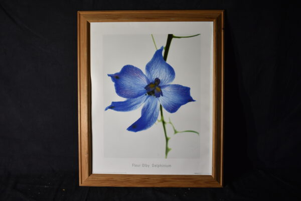 49 x 59 Delphinium - Blue